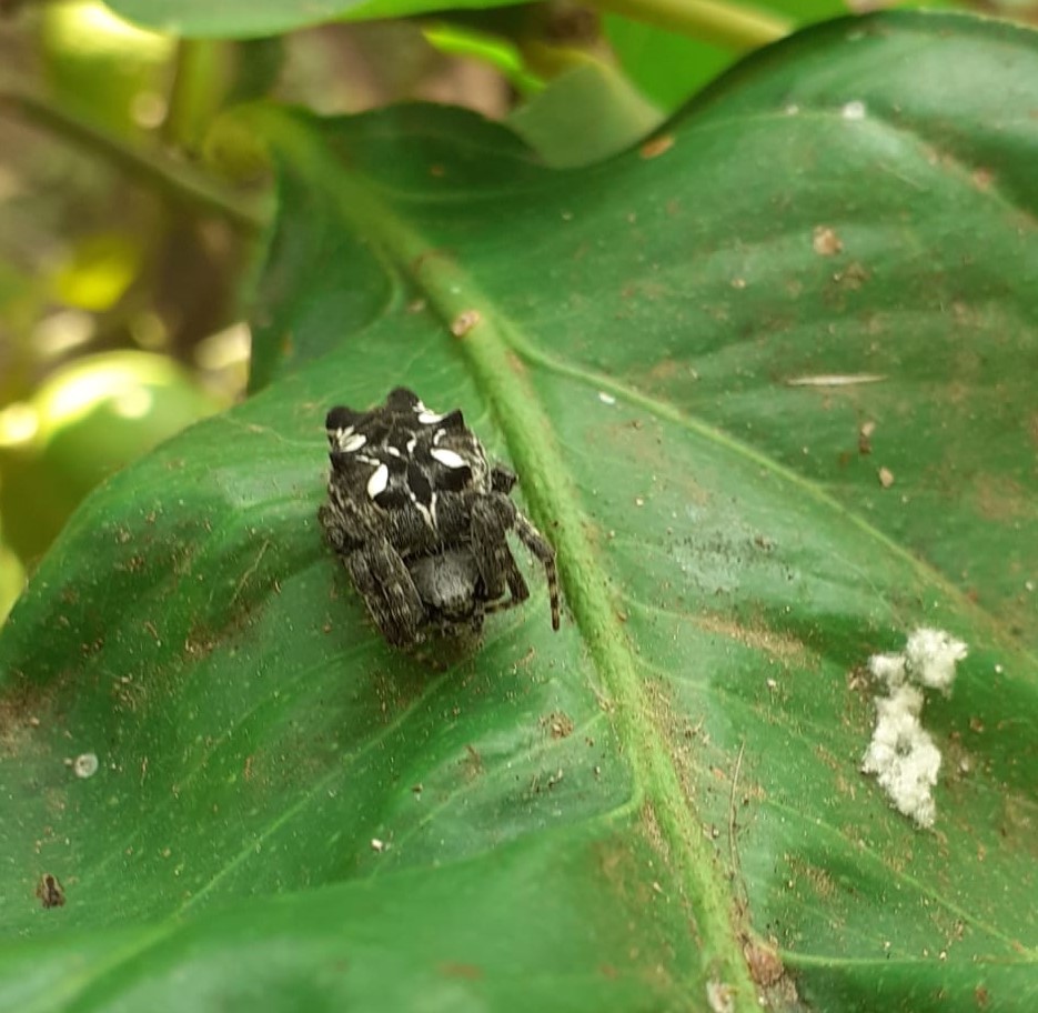 Cyrtophora citricola - Genzano (RM)